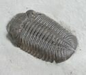 Silica Eldredgeops (Phacops) Trilobite - #4645-1